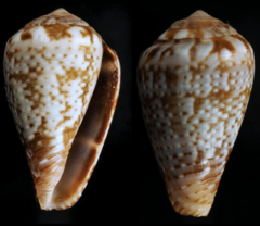 Conus aemulus