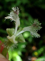 Huttonaea pulchra