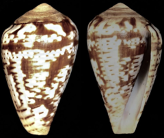 Conus aemulus