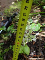 Huttonaea pulchra