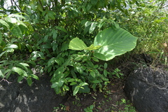 Leea macrophylla