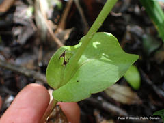 Huttonaea pulchra