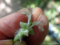 Huttonaea pulchra