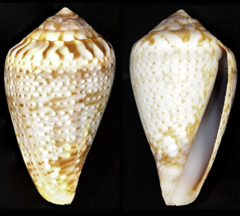 Conus aemulus