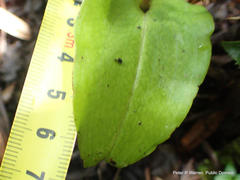 Huttonaea pulchra