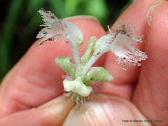 Huttonaea pulchra