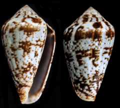 Conus aemulus