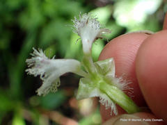 Huttonaea pulchra