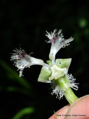 Huttonaea pulchra