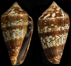 Conus aemulus