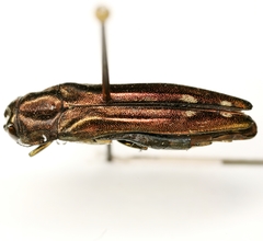 Agrilus cavatus