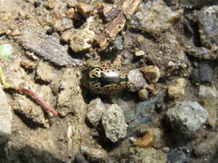 Calligrapha multipustulata