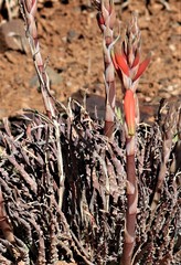Aloe humilis