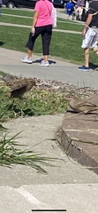 Passer domesticus