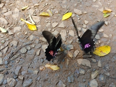 Heraclides anchisiades capys