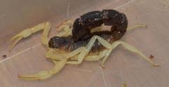 Parabuthus schlechteri