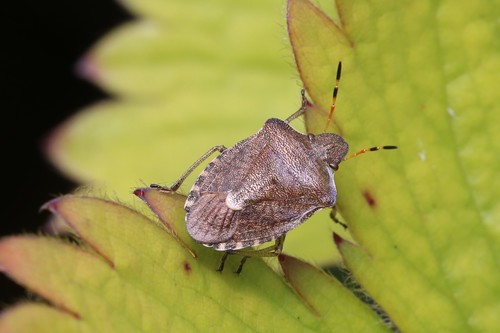 Vernal Shield Bug, Wageningen, Nederland, photo 10 of 10