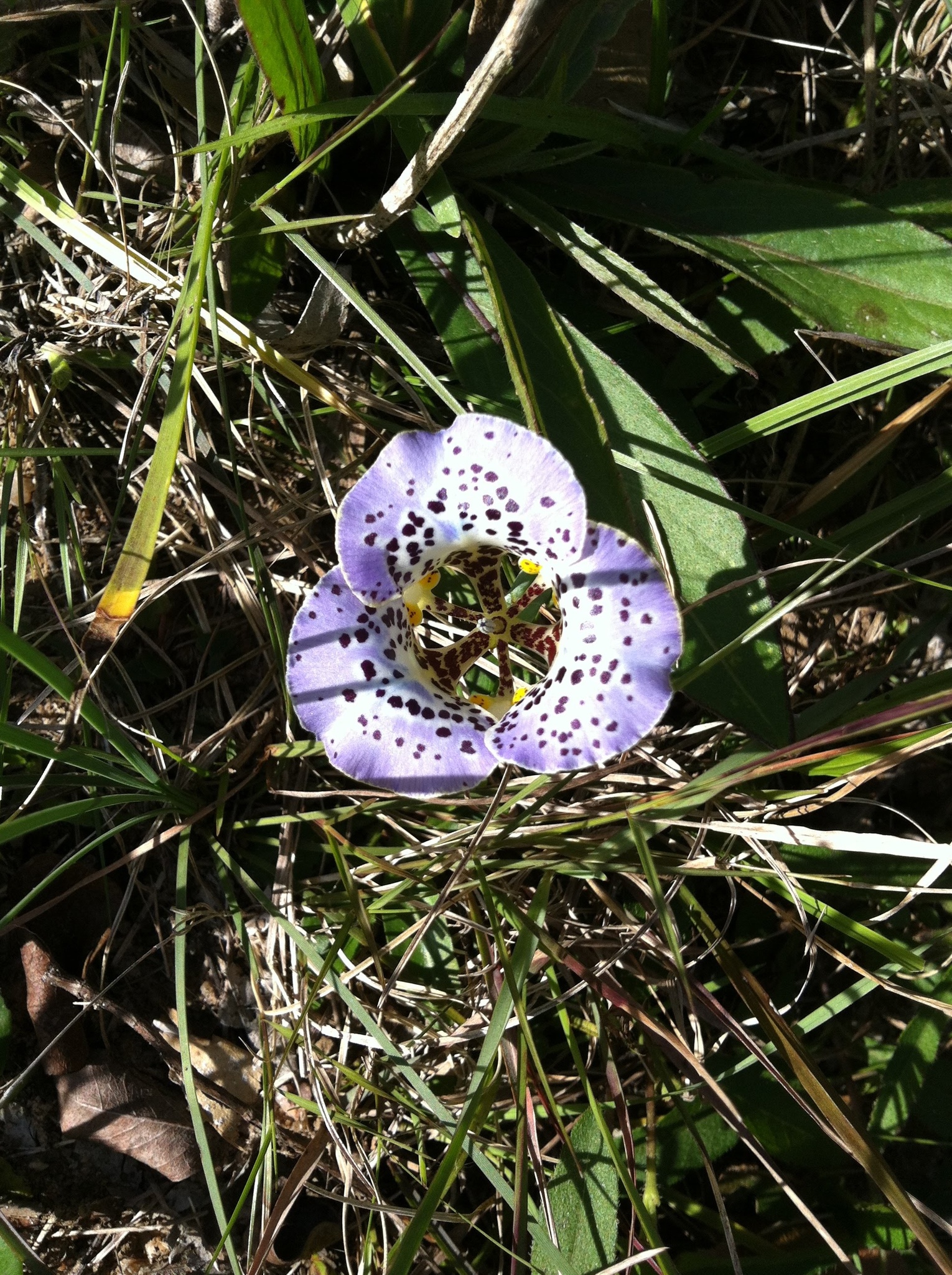 Cypella brasiliensis