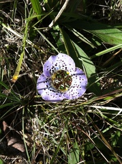 Cypella brasiliensis