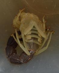 Parabuthus schlechteri