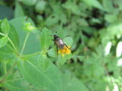 Callirhinus metallescens