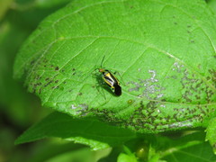 Poecilocapsus nigriger