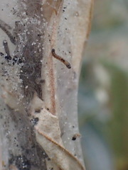 Euproctis chrysorrhoea