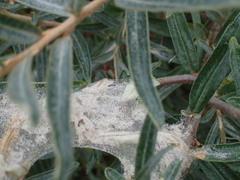 Euproctis chrysorrhoea