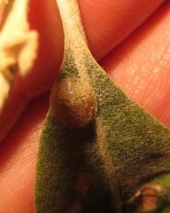 Cassida granulicollis