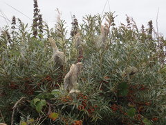 Euproctis chrysorrhoea