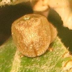 Cassida granulicollis