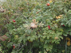 Euproctis chrysorrhoea