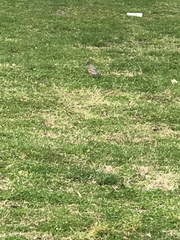 Turdus migratorius