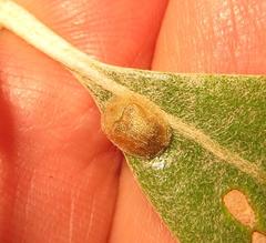 Cassida granulicollis