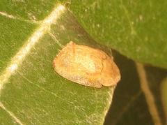 Cassida granulicollis