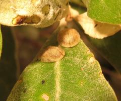 Cassida granulicollis