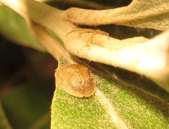 Cassida granulicollis