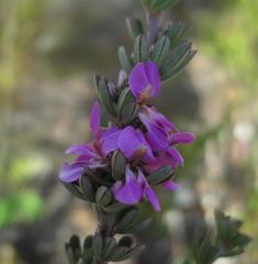 Indigofera flabellata