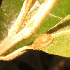 Cassida granulicollis