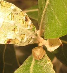 Cassida granulicollis