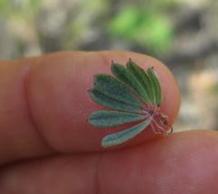 Indigofera flabellata