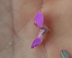 Indigofera flabellata