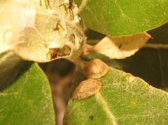 Cassida granulicollis