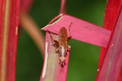 Sepedon spinipes