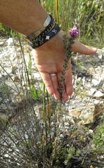 Indigofera flabellata