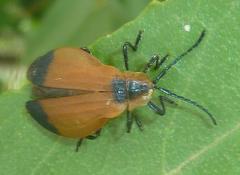 Lycus integripennis