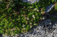 Saxifraga praetermissa