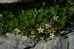 Saxifraga praetermissa