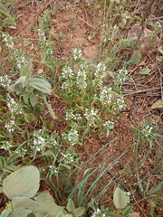 Leucas martinicensis