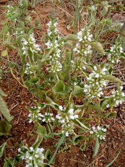 Leucas martinicensis